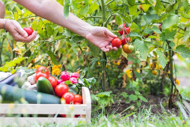 Veggie Gardeners. Master the Art of Vegetable Gardening: Essential Tips, Tools, and Expert Guidance!