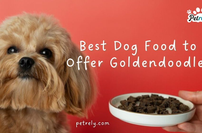 Best Dog Food to Offer Goldendoodles – Webs Article