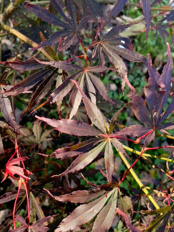Why Garden Owners Need Acer Palmatum Suminagashi Japanese Maple | by Poppin's Plants | Apr, 2024 | Medium