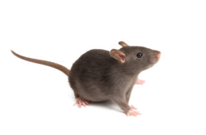 Rat Removal Kew, Rat Control Kew, Rodent Control Kew