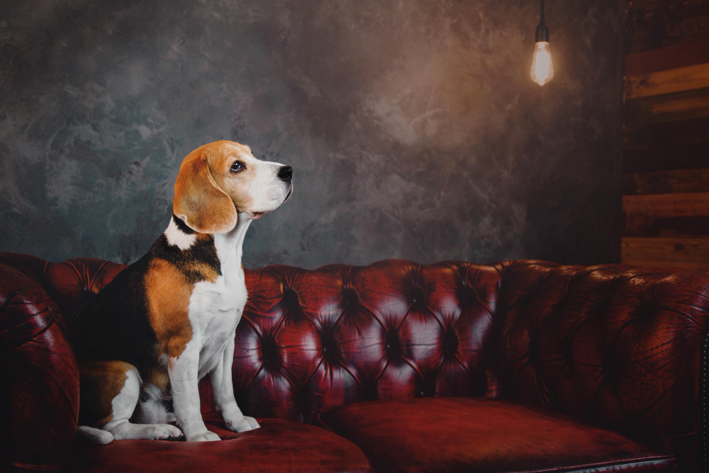 Ultimate Guide to Pet-Friendly Leather Chesterfield Sofas