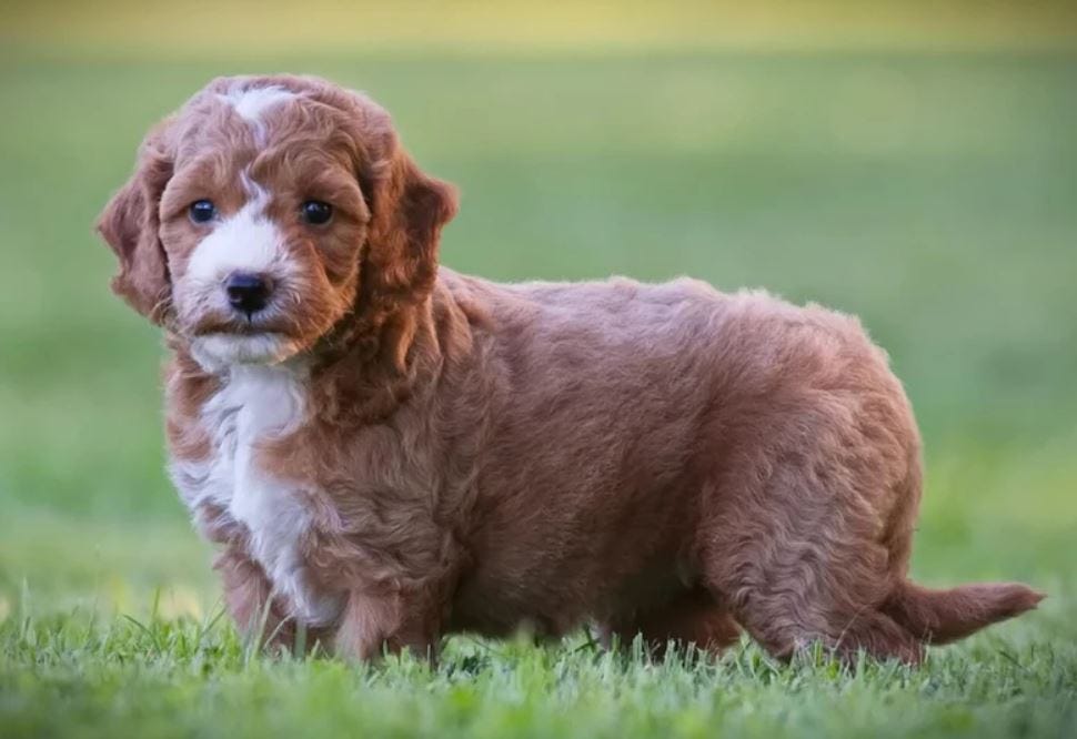 Golden Opportunities: Mini Goldendoodle Puppies for Tennessee Puppy Parents | by Willow Hill Doodles | Jun, 2024 | Medium