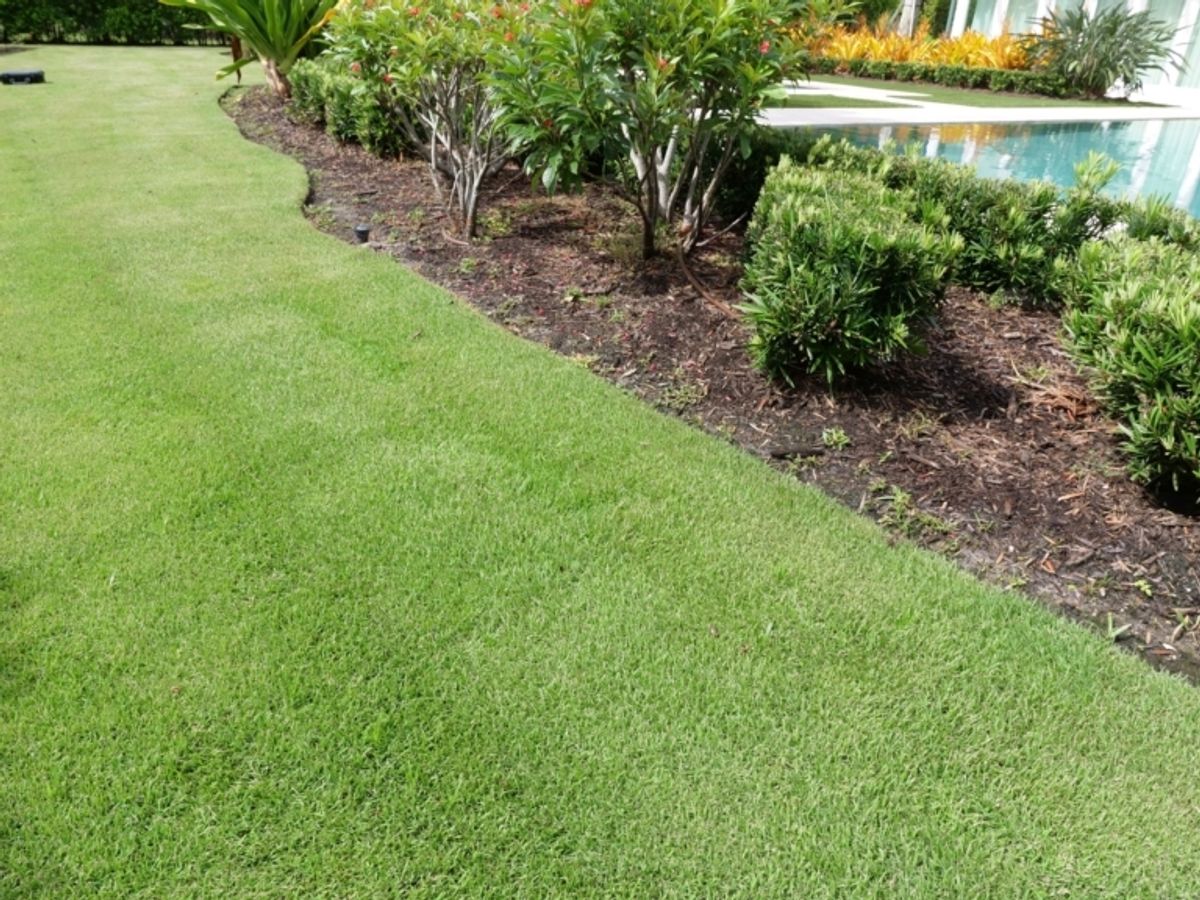 Enhancing Your Florida Home with Zoysia Grass: 4 Practical Applications. — mateocosta - Buymeacoffee