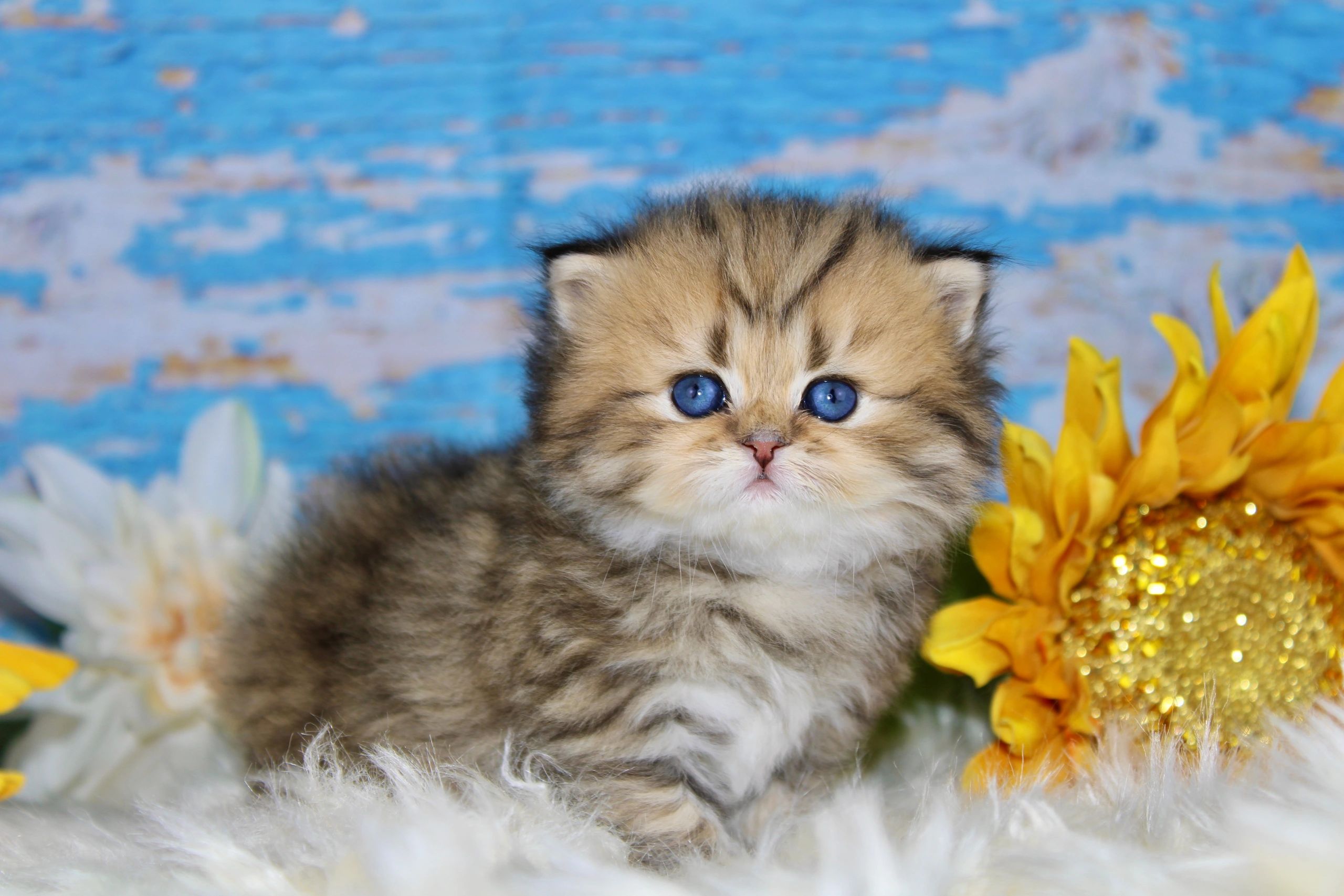 Dreamdoll Persians: Your Destination for Adorable Persian Kittens