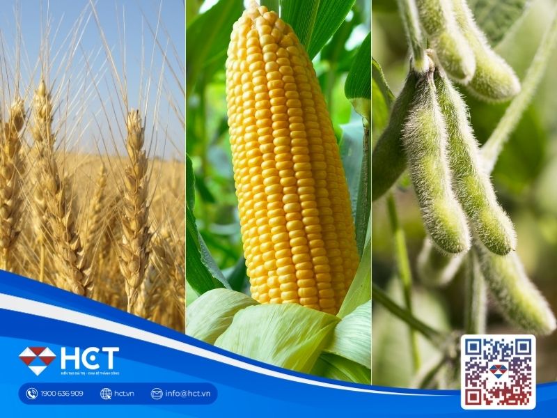 Giá lúa mì tăng phiên thứ hai liên tiếp vào thứ Năm do nhu cầu mạnh; ngô và đậu tương giảm giá | HCT