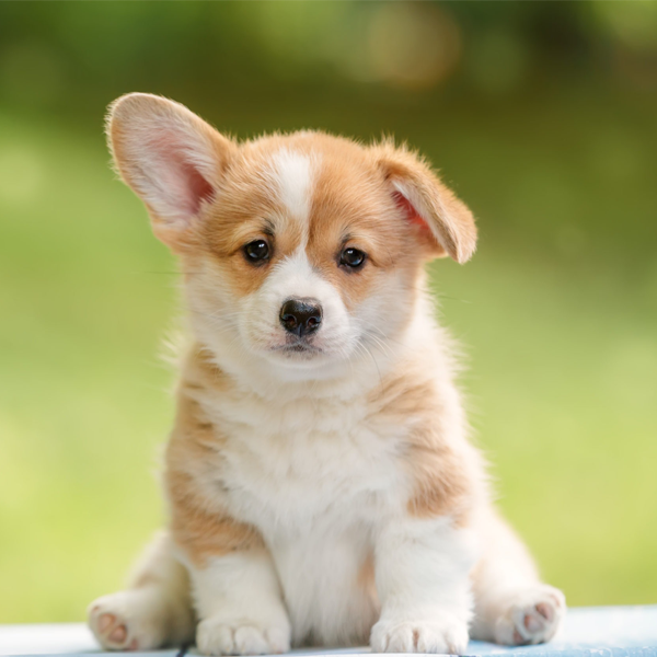 Dogs for sale in Delhi | Buy Dogs Online | Puppies for sale in Delhi