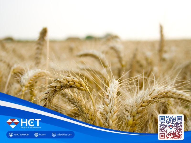 Tin nông sản ngày 17/7: Lúa mì ổn định trước nhu cầu mạnh; ngô và đậu tương tiếp tục hồi phục | HCT