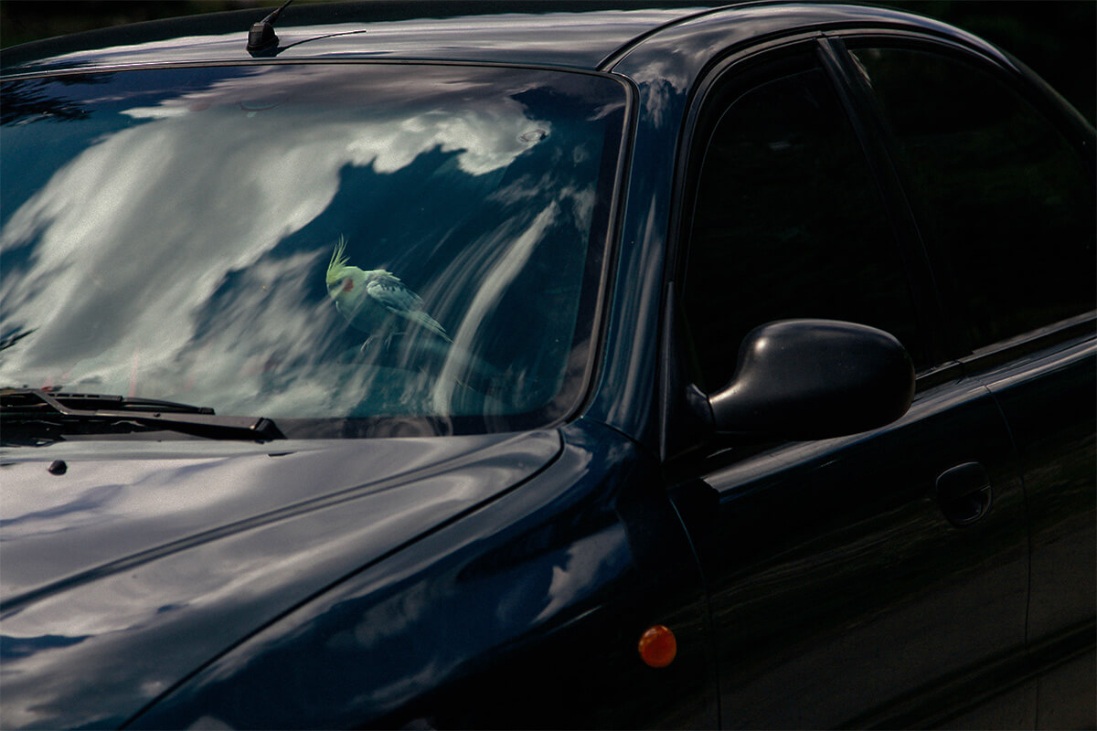 Top 10 Car Accessories for Ottawa Drivers – Window Tinting & More