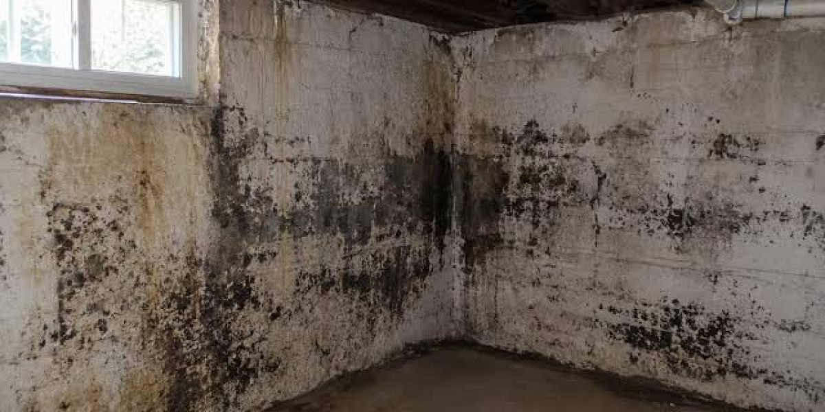 What Should Homeowners Know About Mold Remediation in New Canaan, CT?