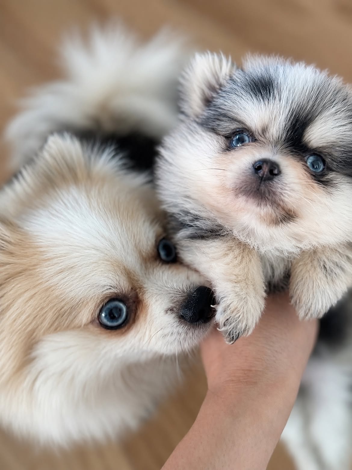 Perth Pomeranians: What Makes These Tiny Companions So Popular – thepomfather