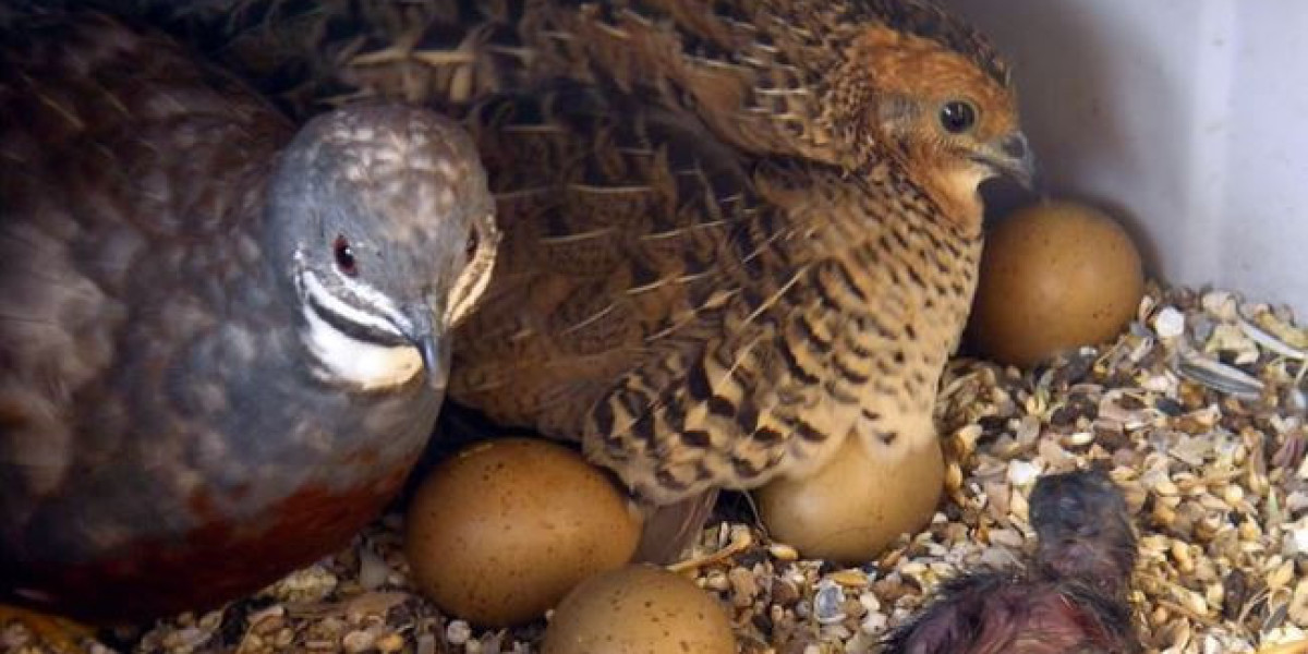 Alimentation caille jumbo : le régime pour une croissance rapide